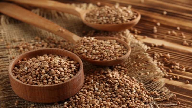 Os adultos podem ser alérgicos ao trigo sarraceno?