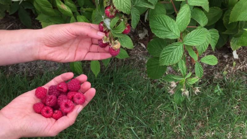 Features of caring for raspberries in the Moscow region: how to properly prepare for winter