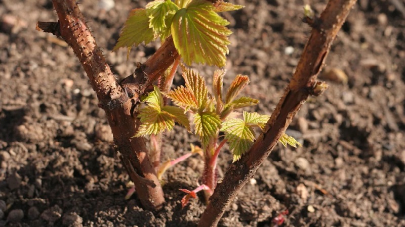 When is it better to plant raspberries in the middle lane - in spring or autumn