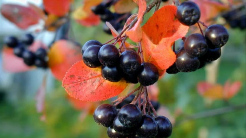 Anleitung zum Beschneiden von Apfelbeeren im Herbst für Gärtneranfänger
