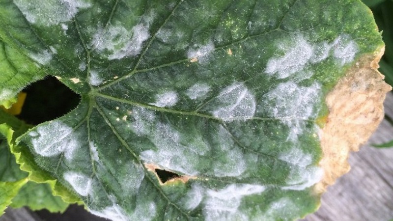 Pourquoi une fleur blanche apparaît-elle sur les concombres dans une serre et comment y faire face