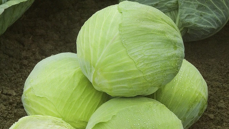 A selection of the best varieties of cabbage for winter storage and recommendations for its cultivation