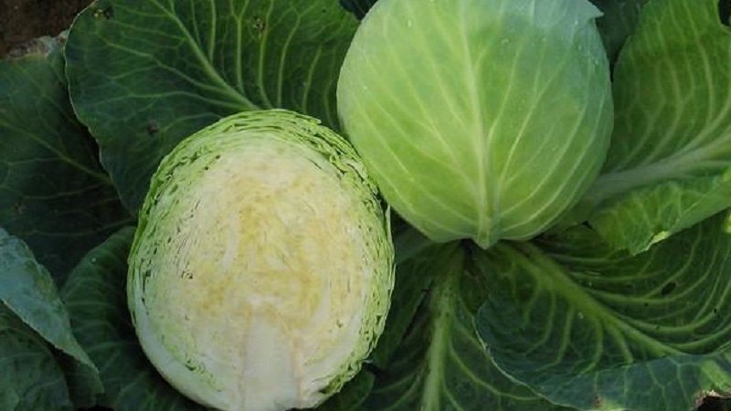Μια επιλογή από τις καλύτερες ποικιλίες λάχανου για χειμερινή αποθήκευση και προτάσεις για την καλλιέργειά του