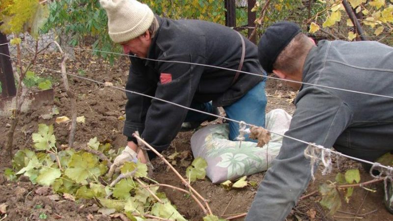 تحضير العنب لفصل الشتاء: أسرار التجهيز في الخريف قبل الملجأ