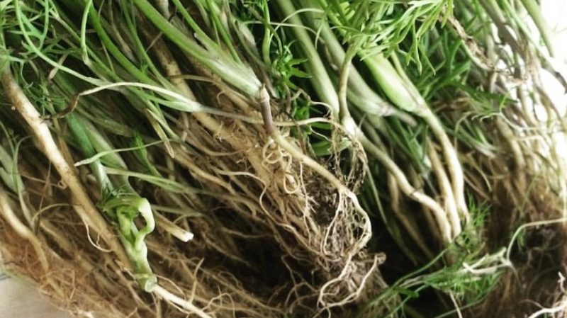 Užitečné vlastnosti koprového kořene a jeho léčivé použití