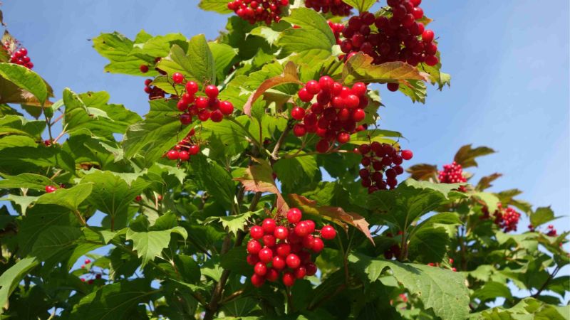 Instrucciones para plantar viburnum en otoño para jardineros principiantes.