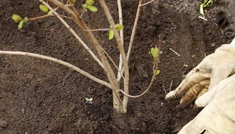 Instructions pour planter du viorne à l'automne pour les jardiniers débutants