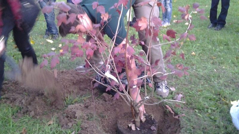 Instruktioner för att plantera viburnum på hösten för nybörjare