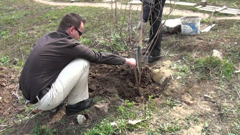 Instruccions per plantar viburn a la tardor per a jardiners principiants