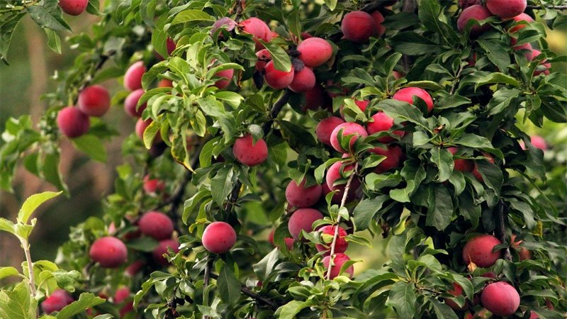 Instructions étape par étape pour planter des prunes de cerisier à l'automne