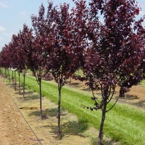 Instructions étape par étape pour planter des prunes de cerisier à l'automne