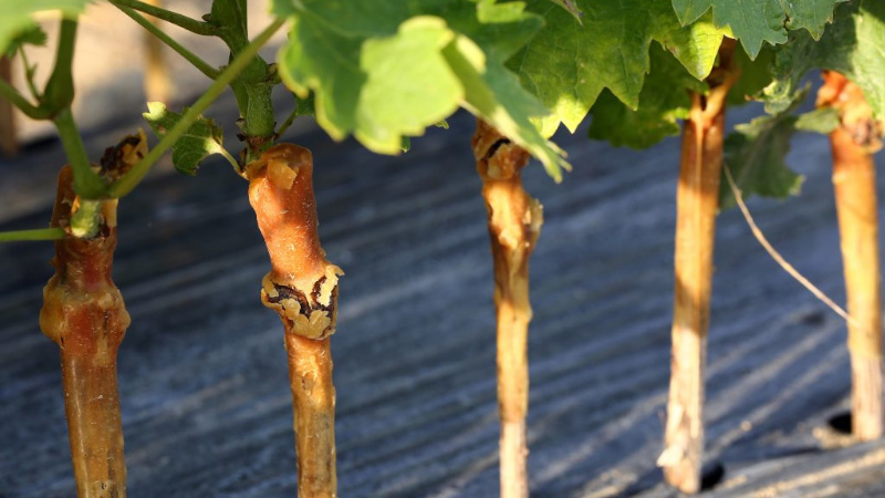 Step-by-step instructions for grafting grapes in autumn
