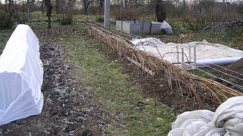 Instruções para cuidar de framboesas na primavera após o inverno e conselhos de jardineiros experientes