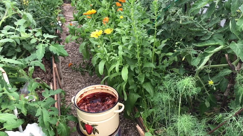 Použitie cibule šupky pre záhradu a zeleninovú záhradu