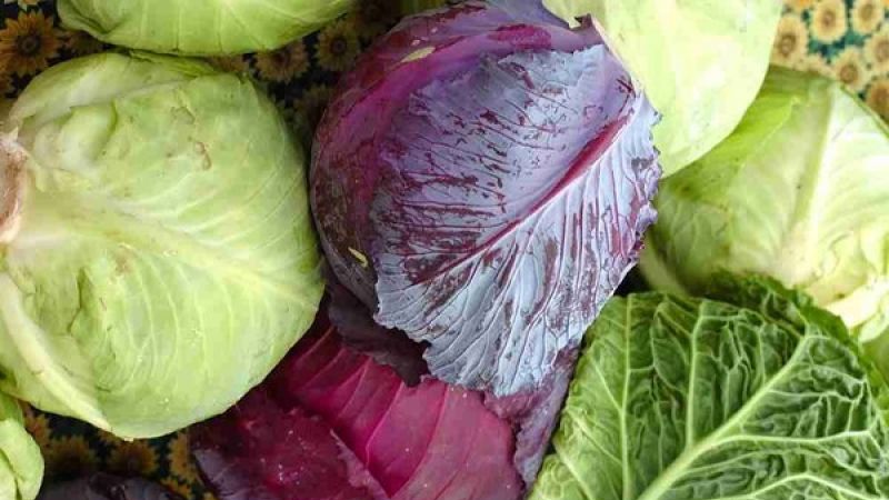 Proven ways to keep cabbage fresh on the balcony in winter