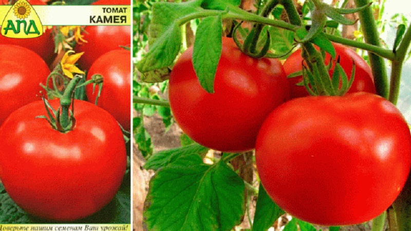 Varieties of varieties and hybrids of tomatoes and their characteristics