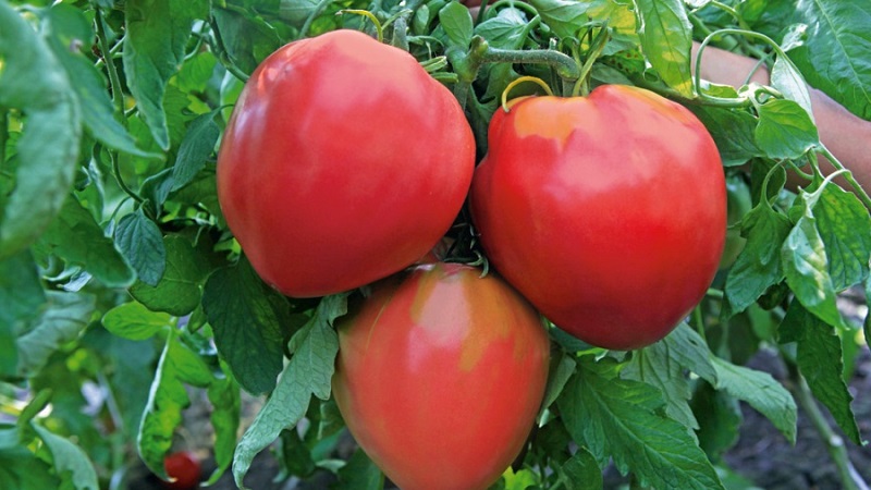 أصناف وهجن الطماطم وخصائصها