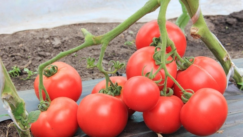 Odrody odrôd a hybridov paradajok a ich vlastnosti