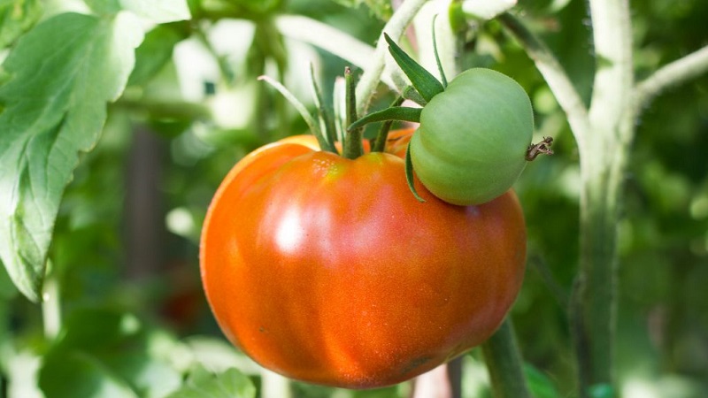 Variedades de variedades e híbridos de tomates e suas características