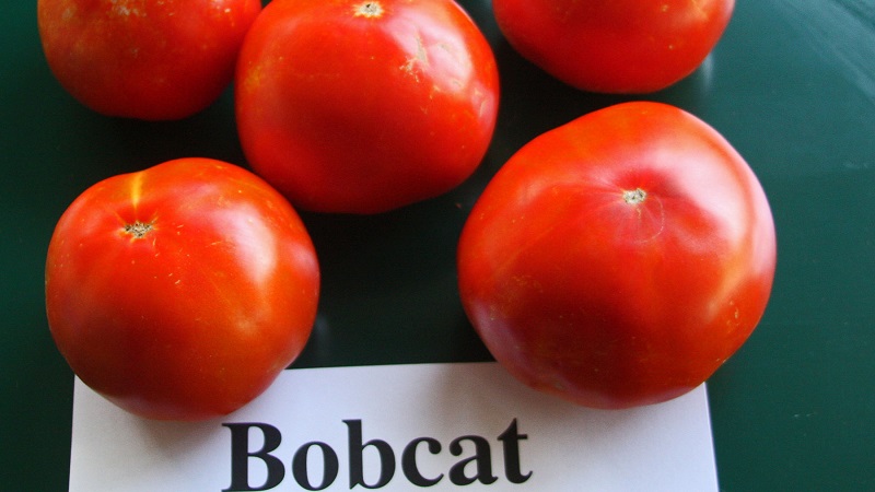 Sorten von Sorten und Hybriden von Tomaten und ihre Eigenschaften