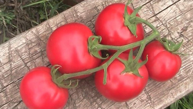 Các giống cà chua lai và các giống cà chua lai và đặc điểm của chúng