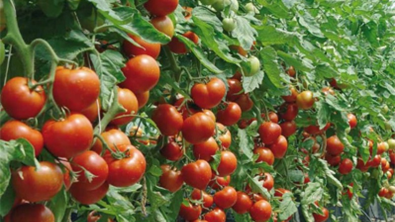 Pomidorų veislės ir hibridai bei jų savybės