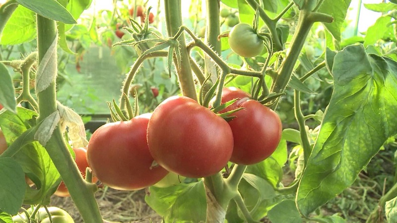 Pomidorų veislės ir hibridai bei jų savybės