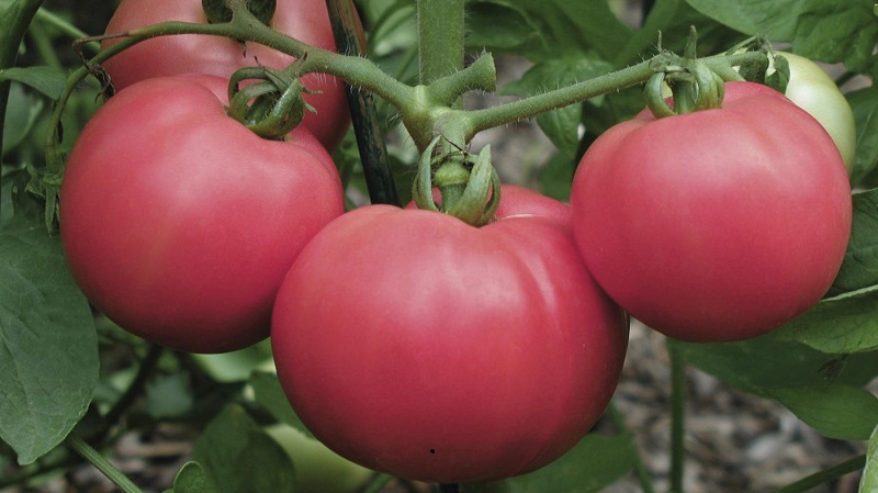 Variedades de variedades e híbridos de tomates e suas características