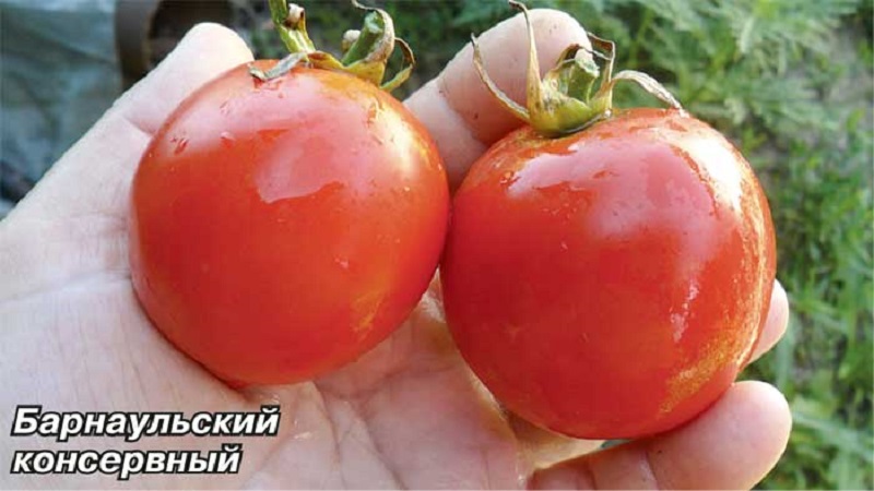 Soorten variëteiten en hybriden van tomaten en hun kenmerken