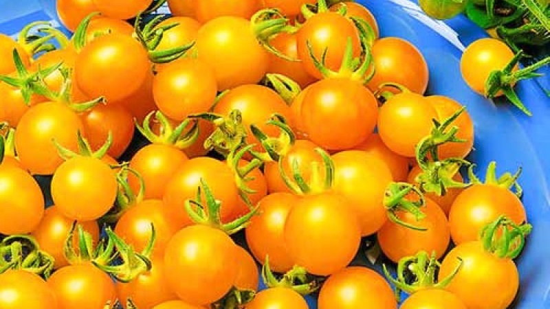 Variedades de variedades e híbridos de tomates y sus características.