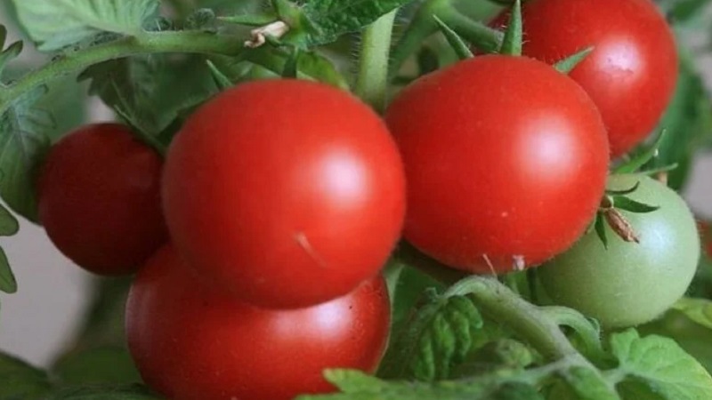 Sorter av sorter och hybrider av tomater och deras egenskaper