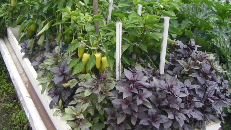 Plant compatibility: what to plant next to basil and why it is important