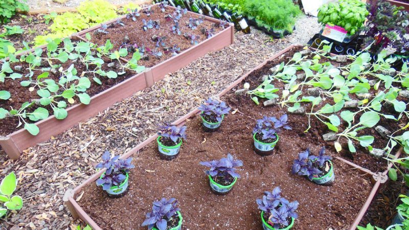 Compatibilidade de plantas: o que plantar ao lado do manjericão e por que é importante