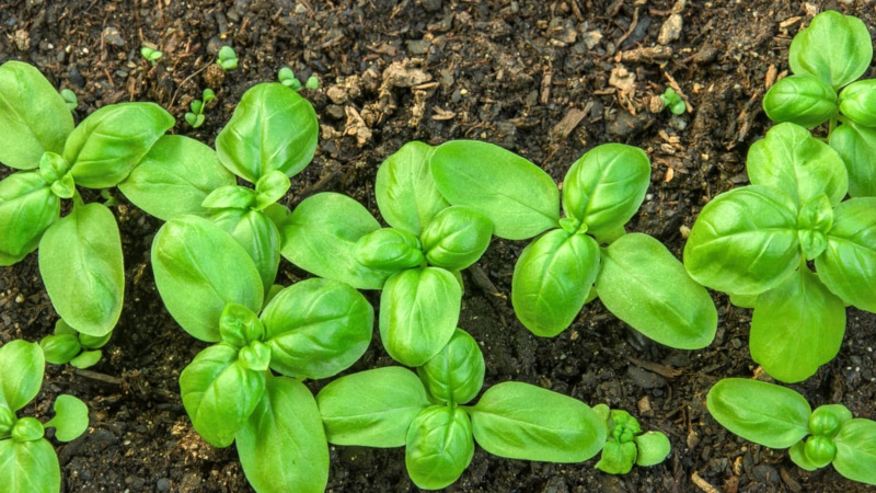 גינת ירק כל השנה: האם ניתן לשתול בזיליקום לפני החורף ואיך לעשות זאת נכון