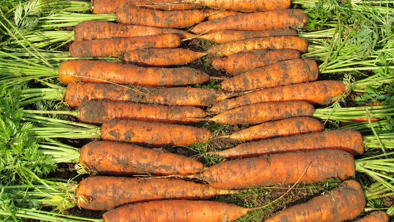 Die besten Karottensorten - Fotos und detaillierte Beschreibungen, Bewertungen