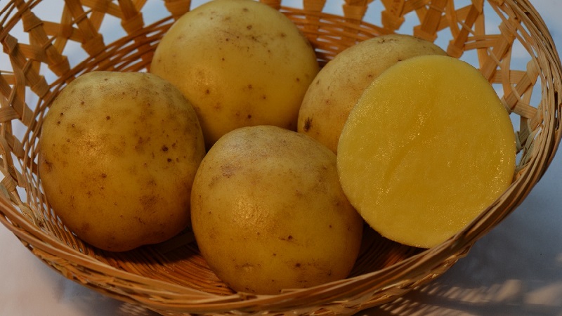 مجموعة متنوعة من البطاطس متوسطة المقاومة للأمراض المبكرة - أطايب بريانسك