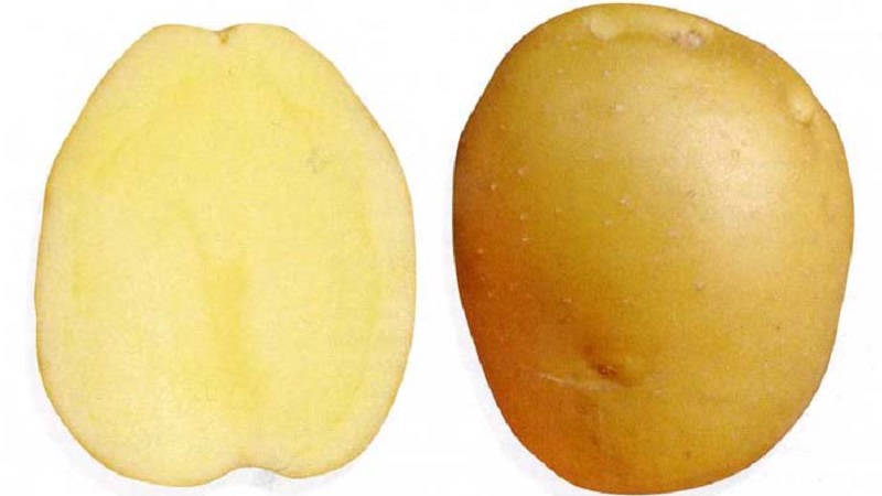 مجموعة متنوعة من البطاطس متوسطة المقاومة للأمراض المبكرة - أطايب بريانسك