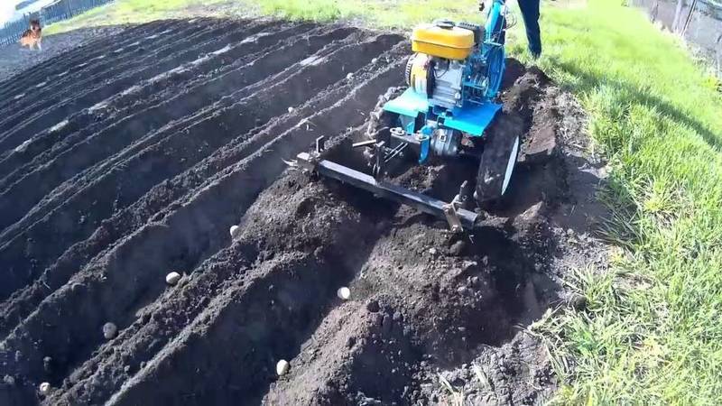 Tecnología de siembra de patatas con tractor a pie.