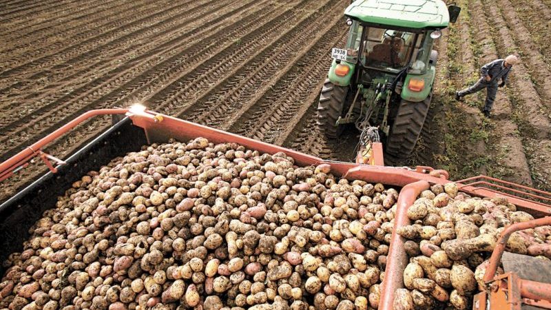 أفضل الدول الرائدة في حصاد البطاطس على مستوى العالم