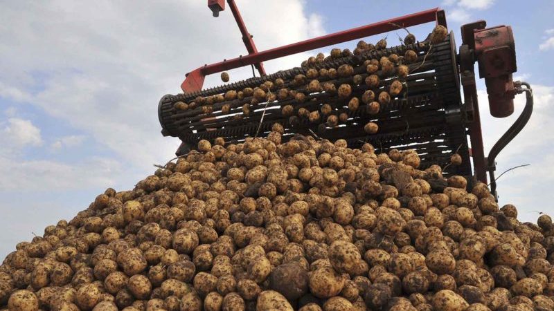 أفضل الدول الرائدة في حصاد البطاطس على مستوى العالم