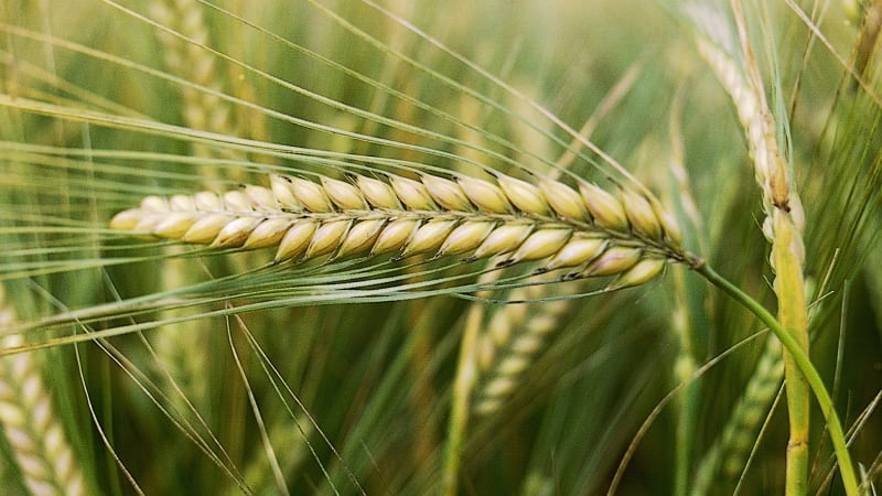 What is the yield of barley from 1 hectare of land and what does it depend on