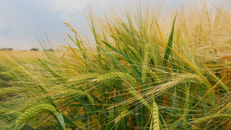 What is the yield of barley from 1 hectare of land and what does it depend on