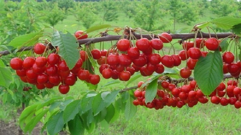Geriausios vyšnių veislės centrinėje Rusijoje