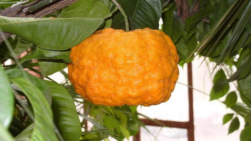 Prečo je horká oranžová užitočná a ako sa používa