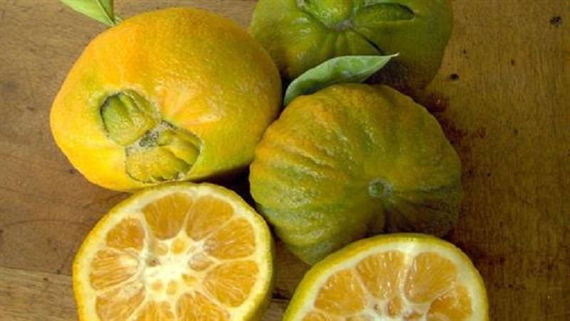 Prečo je horká oranžová užitočná a ako sa používa