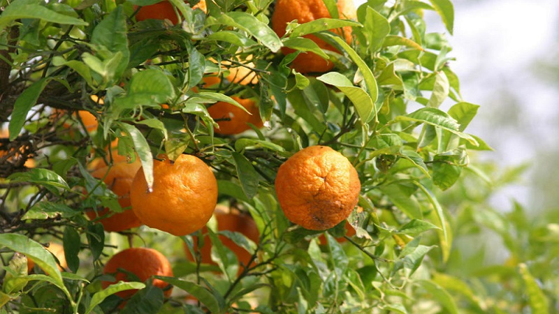 Waarom bittere sinaasappel nuttig is en hoe wordt het gebruikt