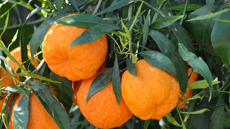 Waarom bittere sinaasappel nuttig is en hoe wordt het gebruikt