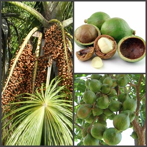 Bakit ang macadamia nut ay kapaki-pakinabang at nakakapinsala para sa mga kababaihan: komposisyon, aplikasyon, mga pagsusuri