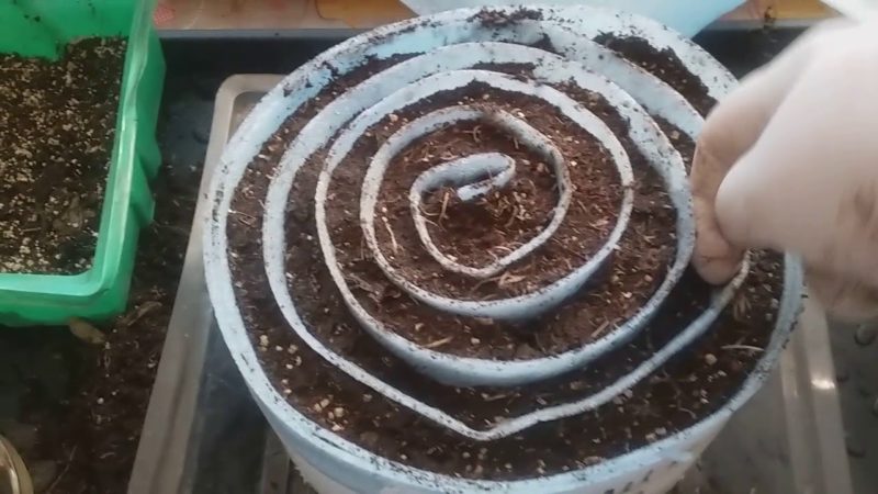 Comment faire germer correctement les plants de basilic dans un escargot