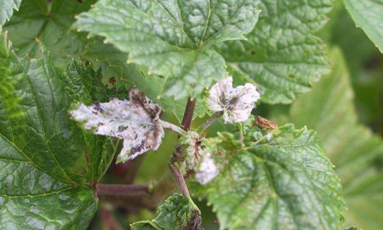 How to process white bloom on currant leaves: chemicals and folk remedies